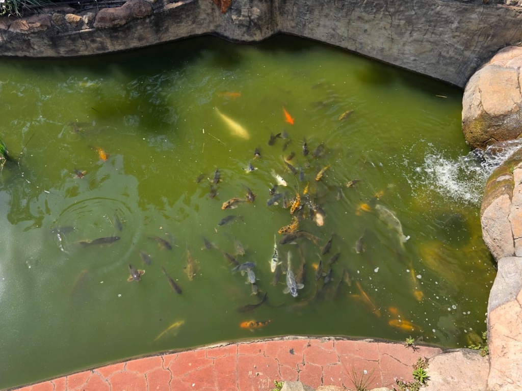 Beverly Hills Lodge - Pool 17